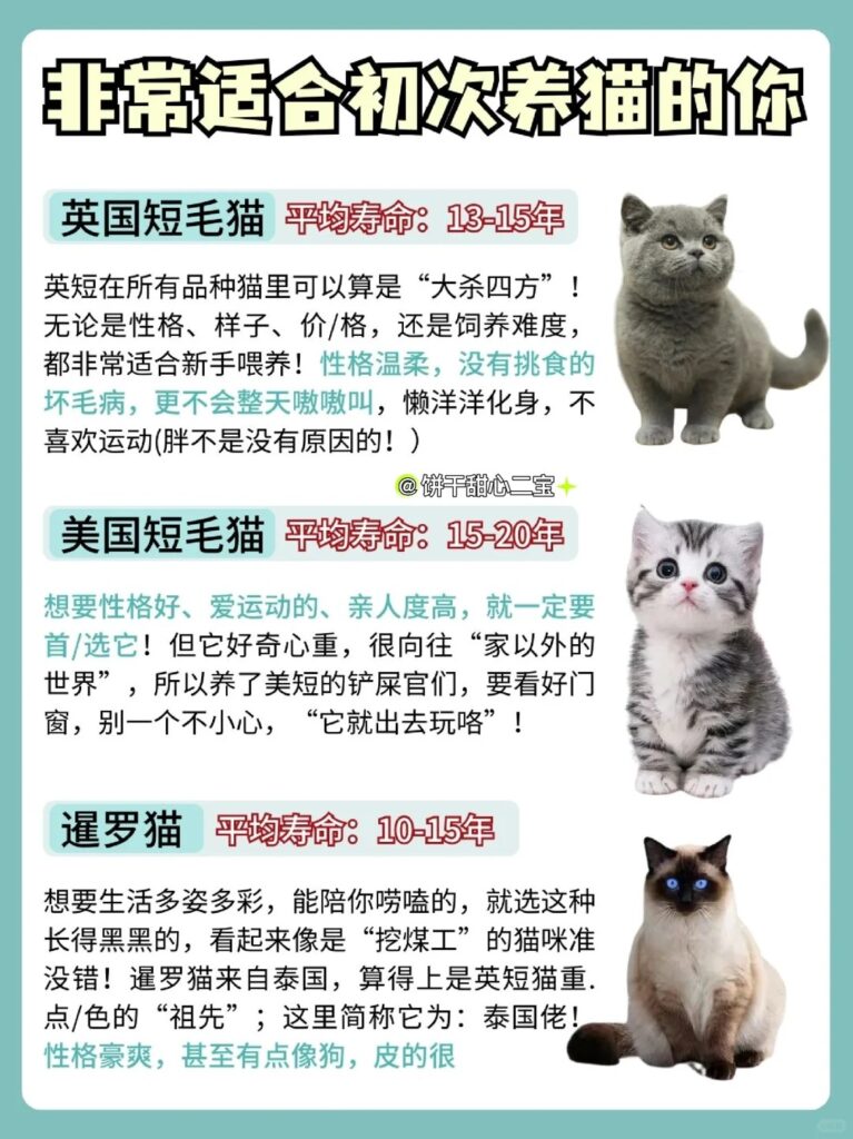 6个挑猫秘诀就能挑到好猫 3 饼干甜心二宝 来自小红书网页版