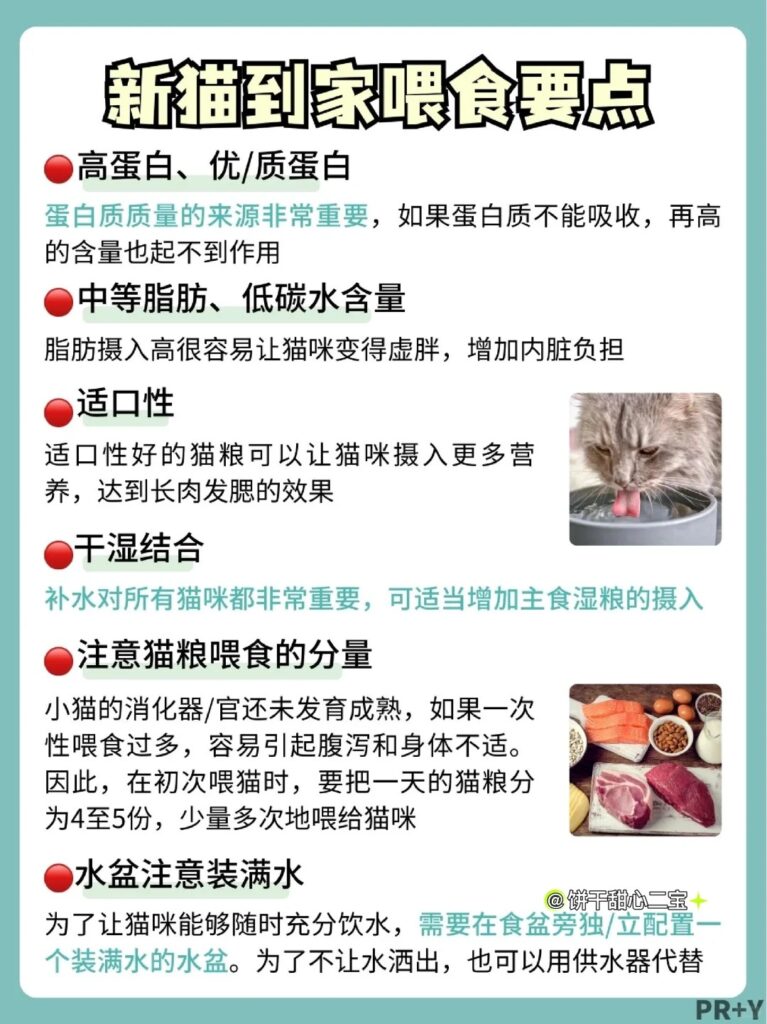 6个挑猫秘诀就能挑到好猫 6 饼干甜心二宝 来自小红书网页版