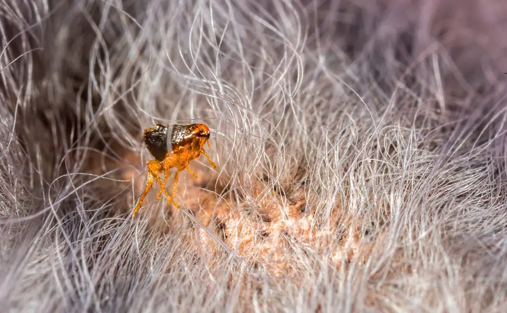 Flea in animal fur close up Vera Larina Shutterstock.jpg