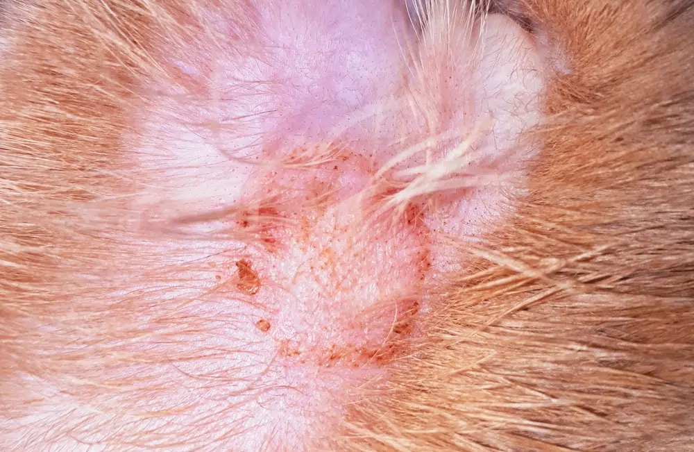 Ringworm lesion in cat Yaya photos Shutterstock.jpg