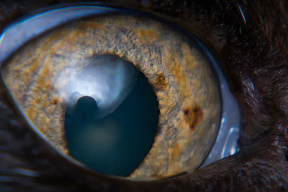 close up of a cats eye with iris melanoma Todorean Gabriel Shutterstock.jpg