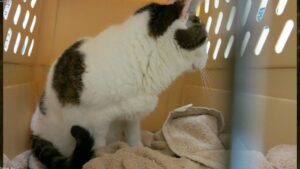 Read more about the article 一篇關於貓白血病病毒 (FeLV) 的 SEO 權威文章。