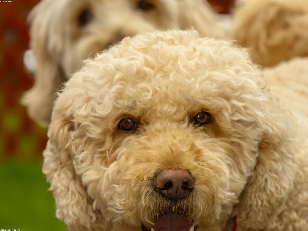 貓咪在充滿垂直空間的室內環境中活動