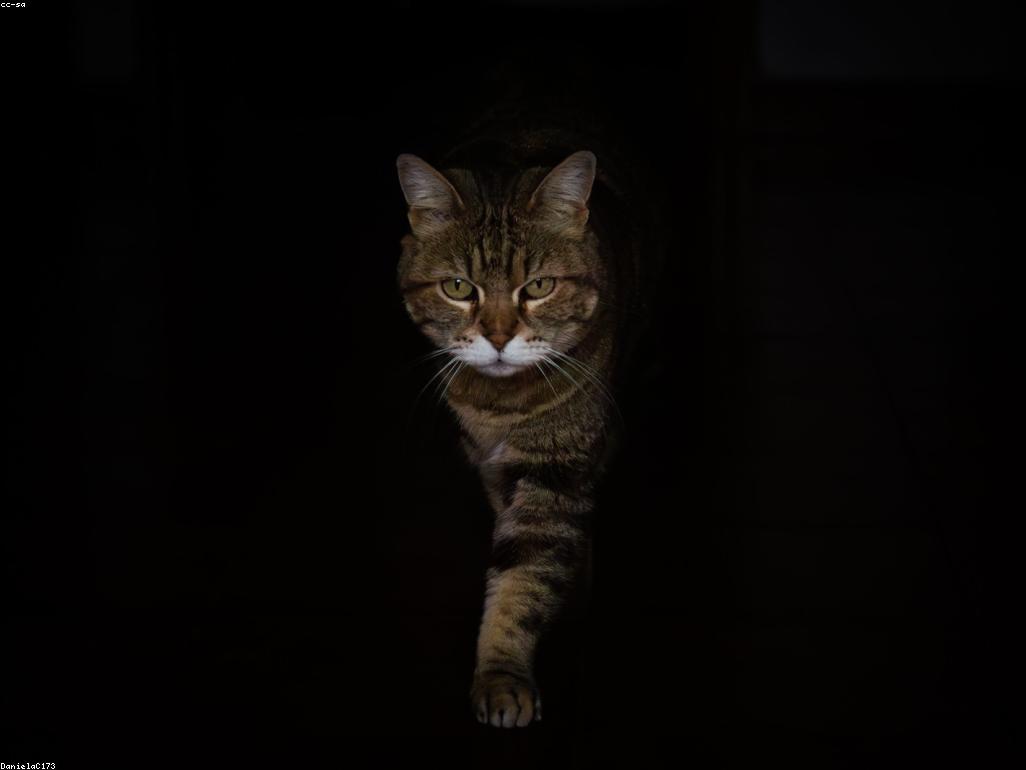 獸醫檢查貓咪的腹部以排除泌尿道問題