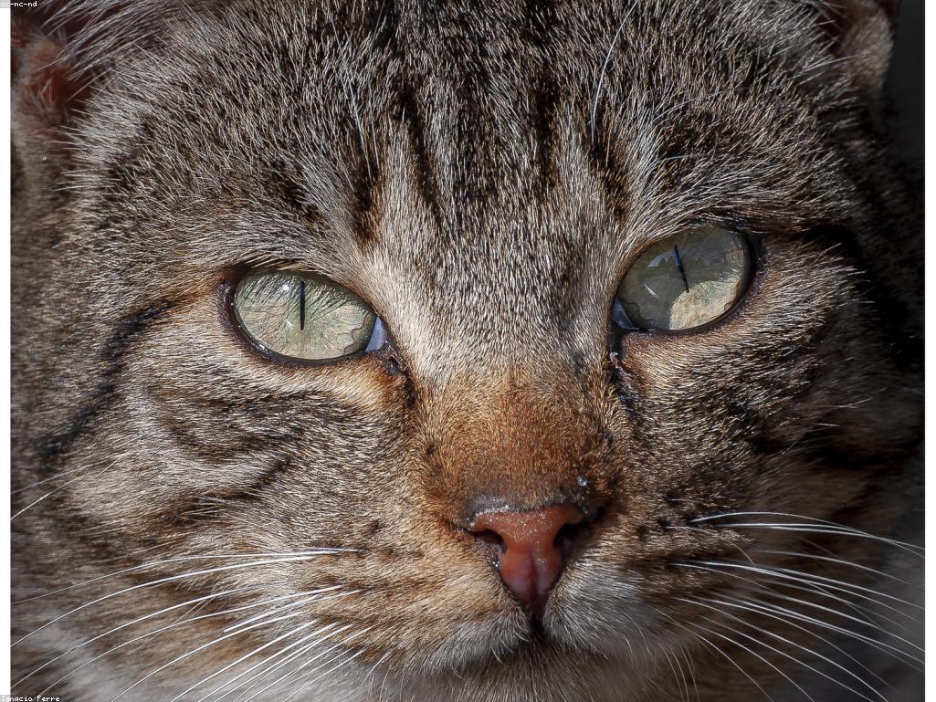 獸醫檢查貓咪的腹部以排除泌尿道問題