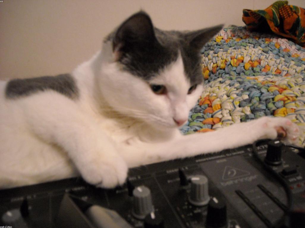 康復後在草地上奔跑的健康貓咪