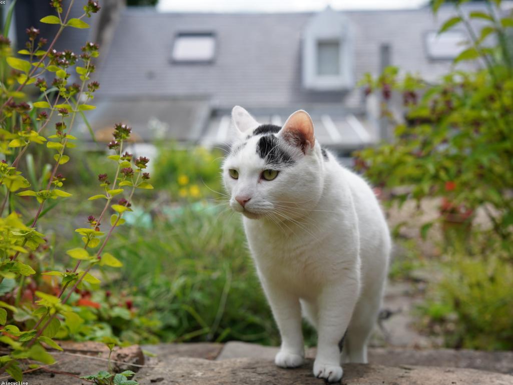 飼主正在為無毛貓進行溫水洗澡的畫面