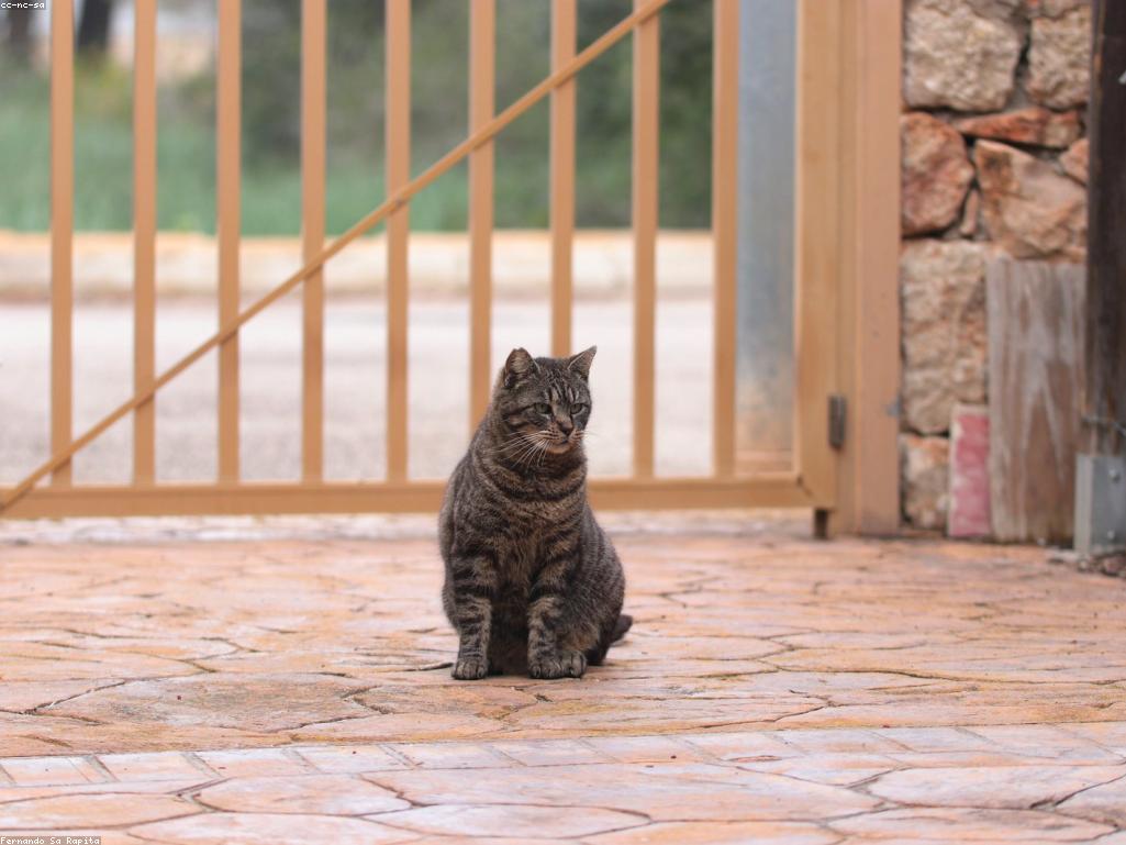 貓咪疫苗種類與時間表圖解概念