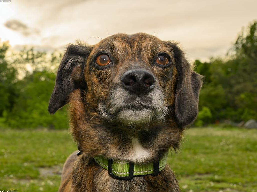 專業獸醫檢查貓咪健康狀況