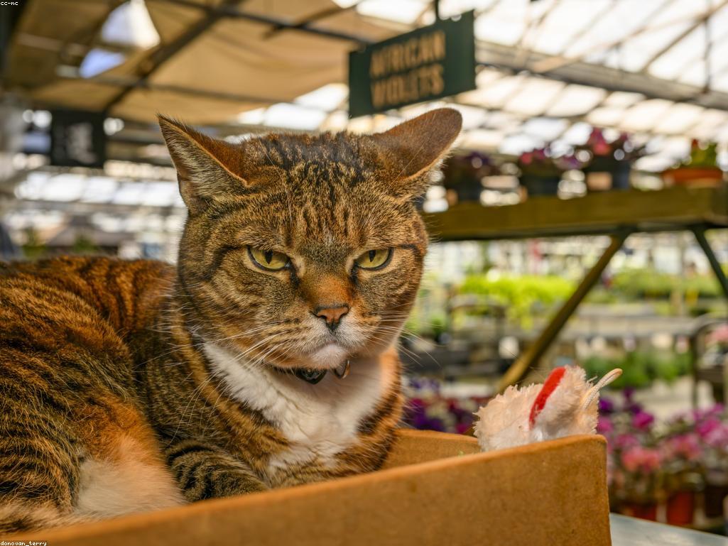 獸醫檢查貓咪牙齦健康狀況