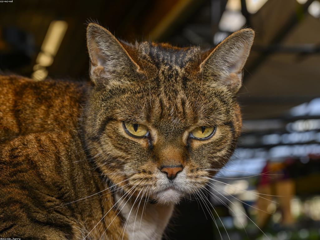 獸醫正在為一隻老年貓進行詳細的身體檢查