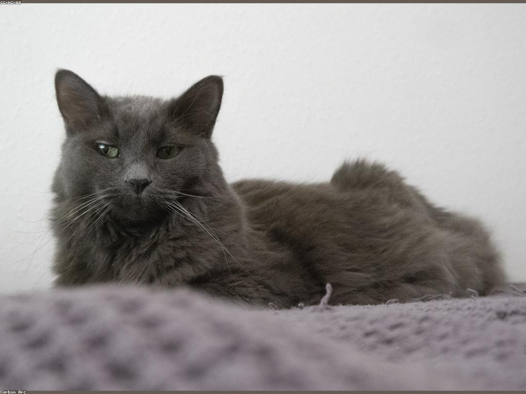 Read more about the article 為什麼我的貓不使用貓砂盆？第 2 部分：Box 設置問題