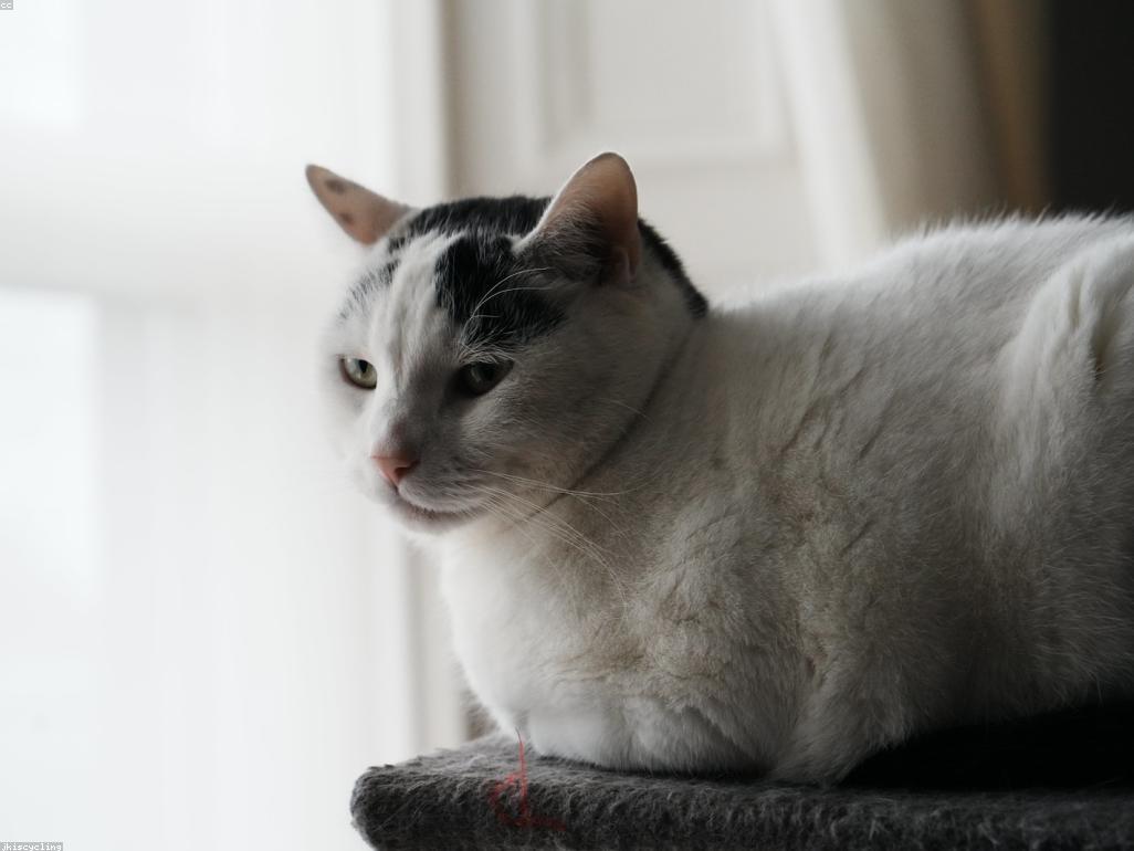 新生兒與橘貓在溫馨的臥室中共存