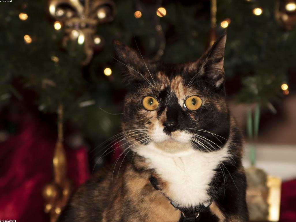 日本傳統招財貓雕像與真實三色貓的對比圖