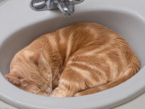 Read more about the article 貓身上的腫塊：類型及其含義