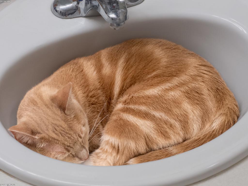 Read more about the article 貓身上的腫塊：類型及其含義