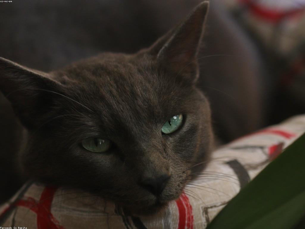 獸醫正在檢查貓咪的牙齒與口腔健康