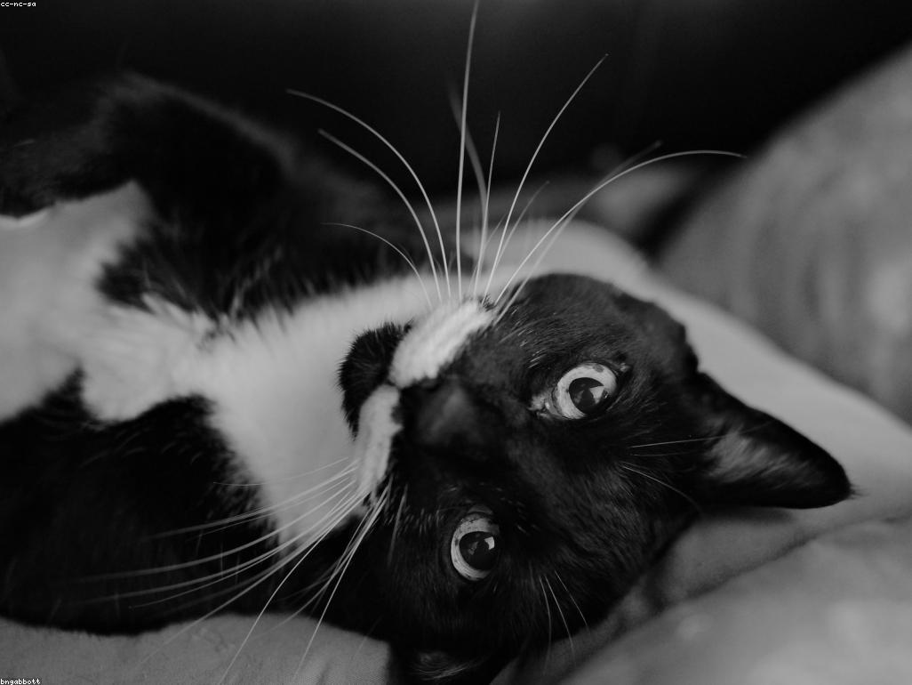 獸醫正在為一隻老年貓進行詳細的身體檢查