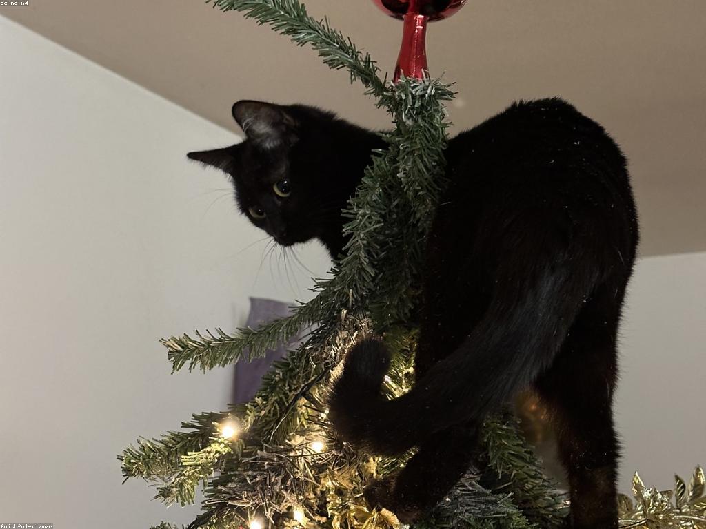 Read more about the article 如何讓你的貓保持健康和快樂