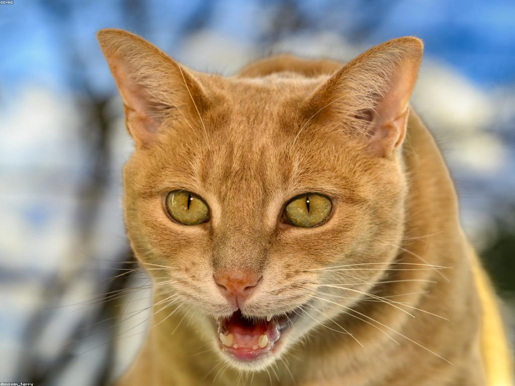 Read more about the article 小貓的發育和你可以做什麼