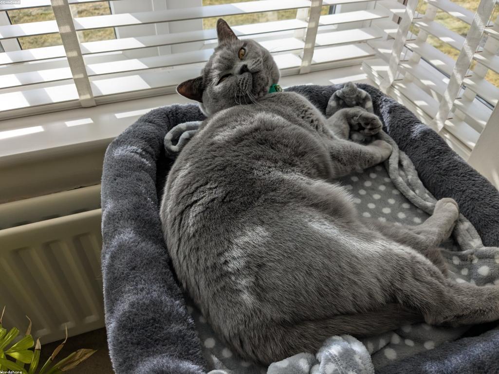 一位專業獸醫正在溫柔地檢查一隻剛被收養的小橘貓