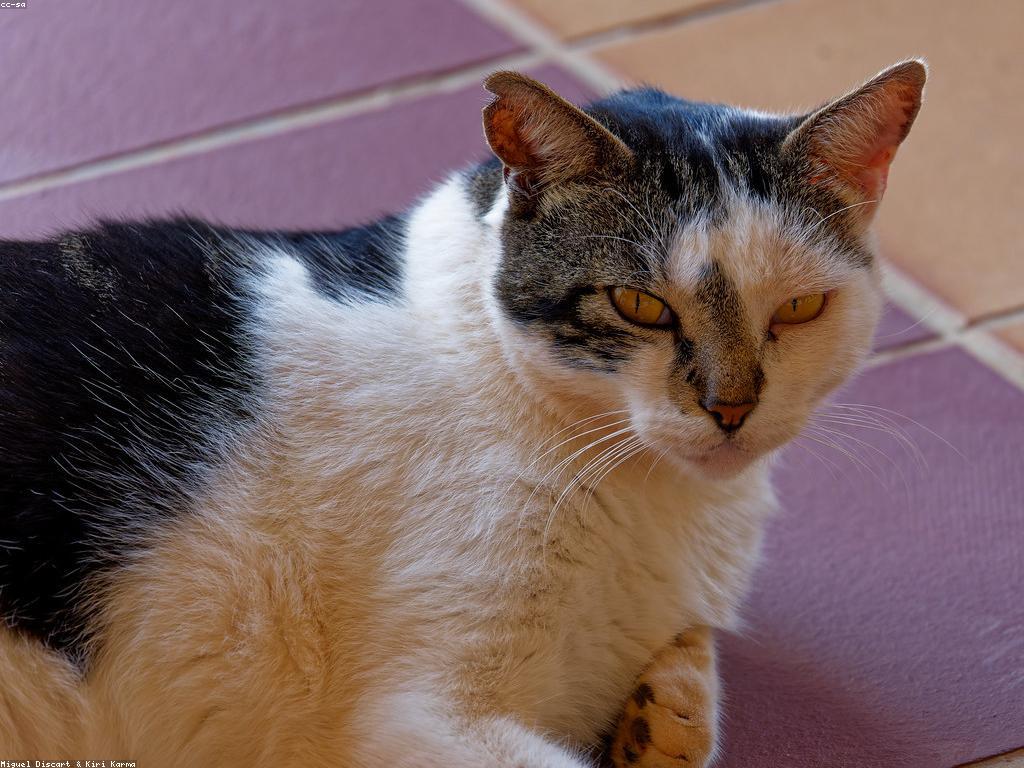 Read more about the article 改善貓的社區