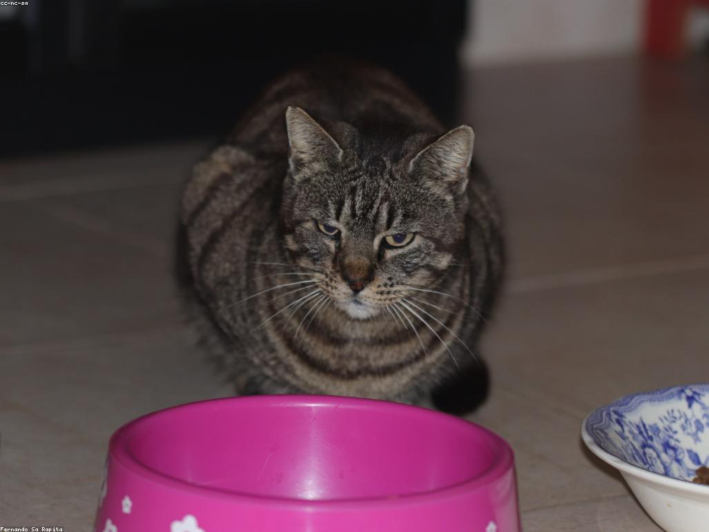 幼貓發育階段圖解