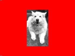 Read more about the article 貓咪 與 狗狗的 營養與健康