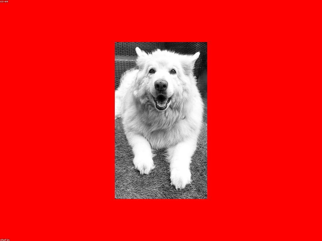 專業獸醫檢查貓咪健康狀況