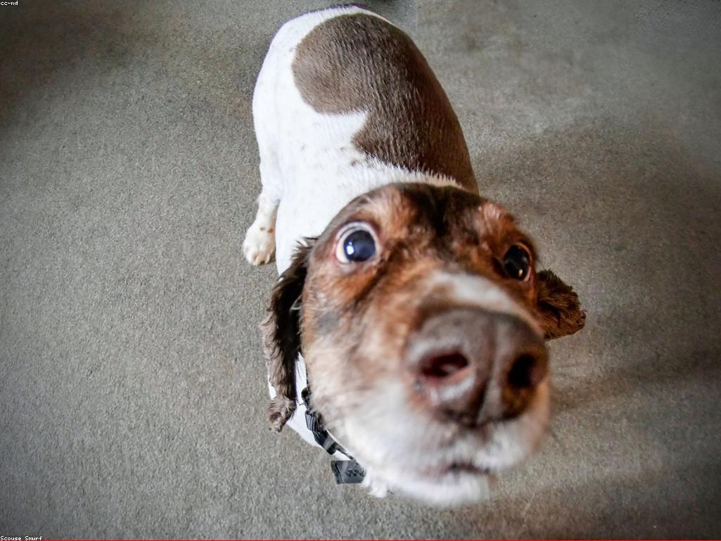 獸醫檢查貓咪健康