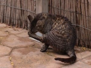 Read more about the article 如何讓你的貓保持健康和快樂