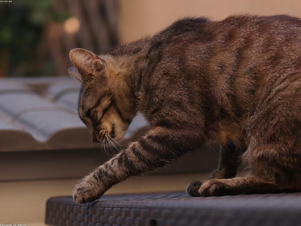 獸醫正在為一隻老年貓進行詳細的身體檢查