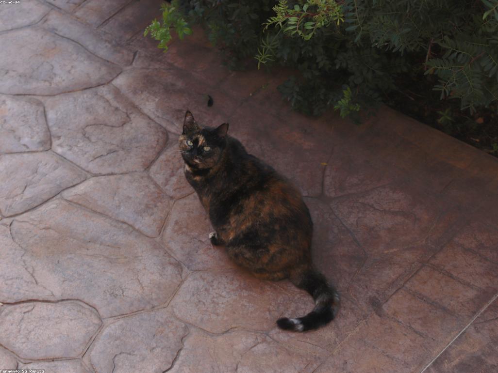 一位專業獸醫正在溫柔地檢查一隻剛被收養的小橘貓