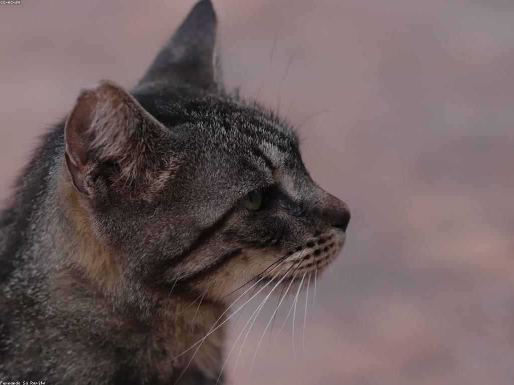 獸醫正在為三色貓進行健康檢查