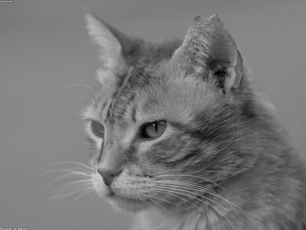 獸醫正在檢查貓咪的牙齒與口腔健康