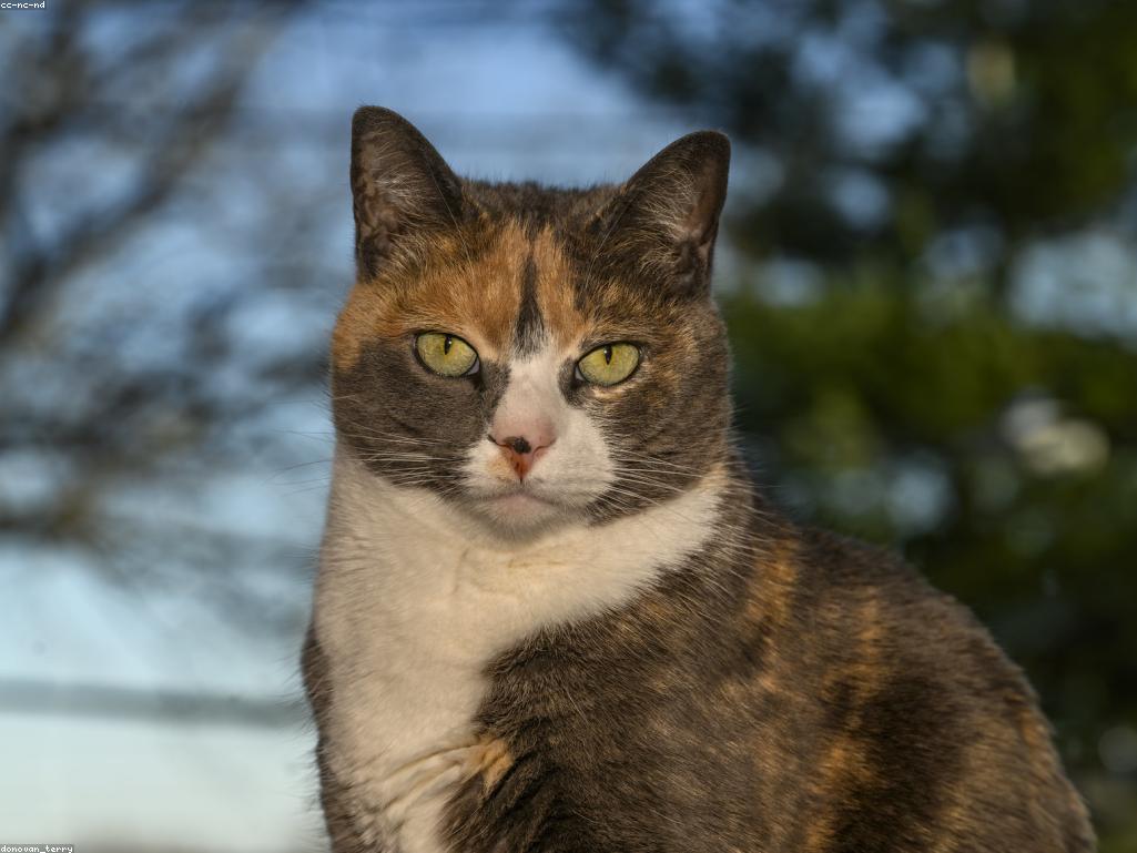 獸醫正在為一隻三色貓進行健康檢查，強調定期檢查的重要性