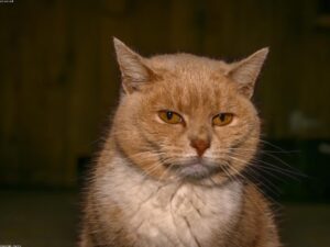 Read more about the article 他們歡迎流浪貓和她的小貓，看著她幫助有需要的人，並看到她成為真正的自己