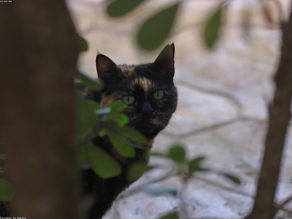 一隻粉紅色的斯芬克斯貓坐在陽光下的特寫