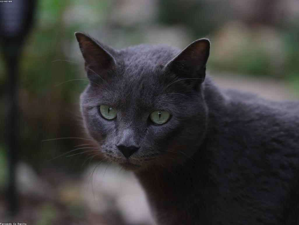 車站內設置的貓咪高處觀察台與休息區