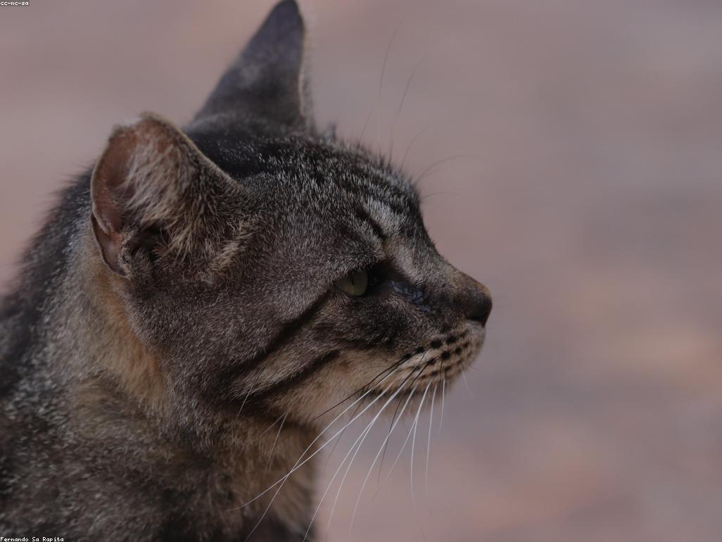 獸醫檢查貓咪牙齦健康狀況