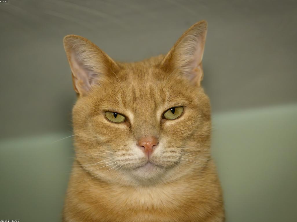 幼貓發育階段圖解