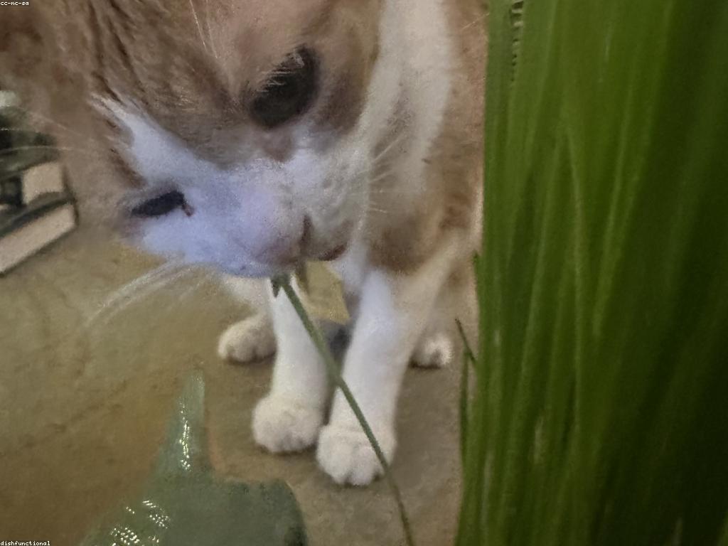 穿著站長帽的三色貓在車站長椅上休息