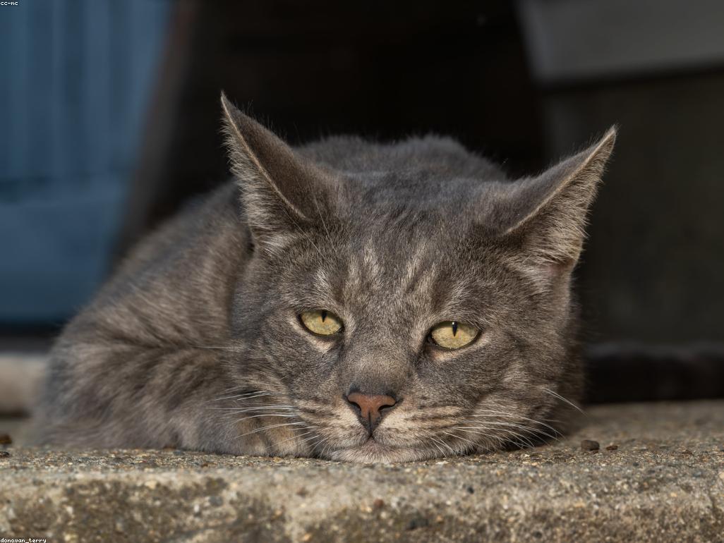 穿著藍色毛衣的無毛貓在高處貓爬架上休息