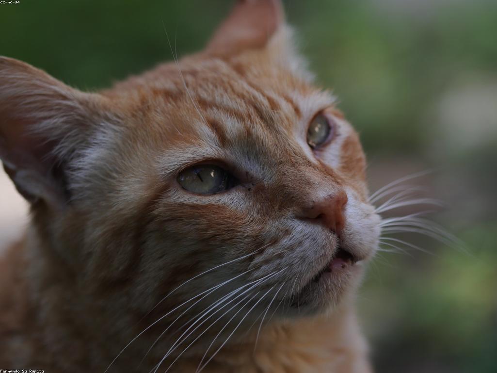 三色貓遺傳學圖解