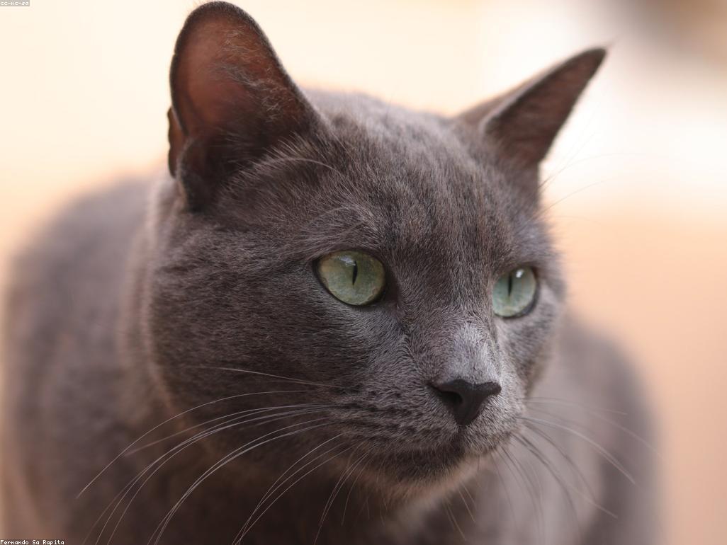 豐富化的室內貓咪生活環境