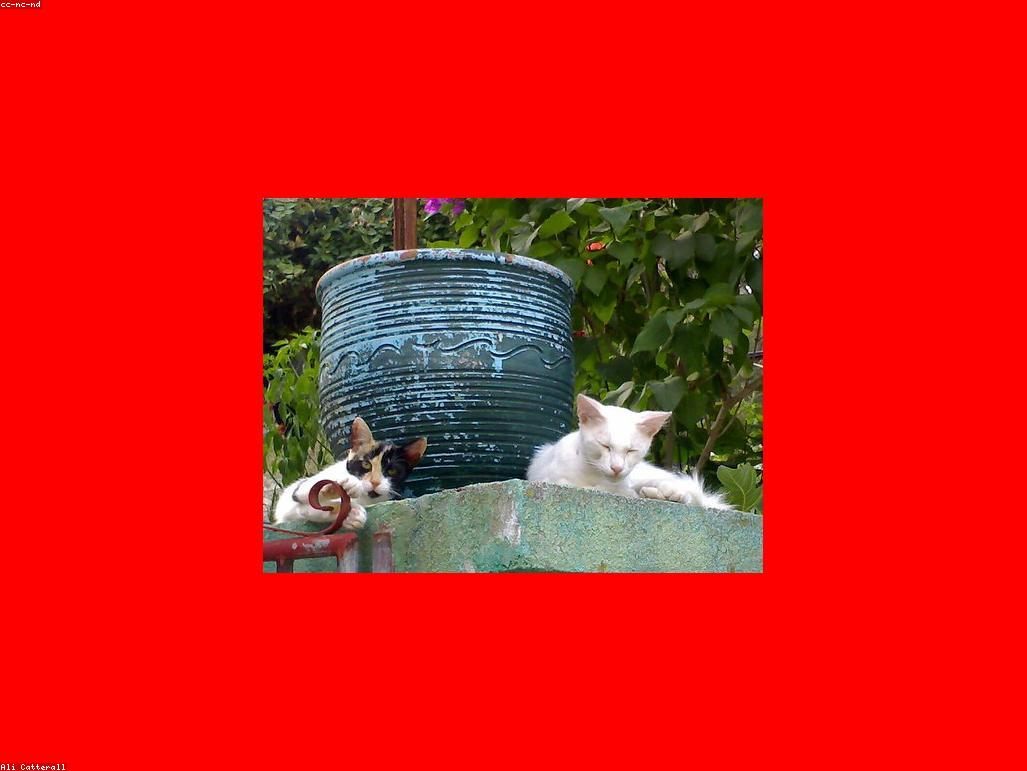 獸醫正在檢查一隻後肢癱瘓的小貓