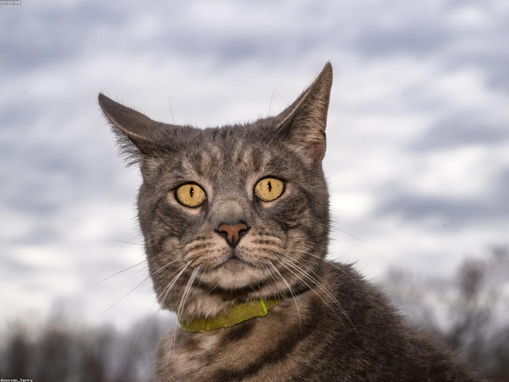 小貓正在接受水中跑步機復健治療