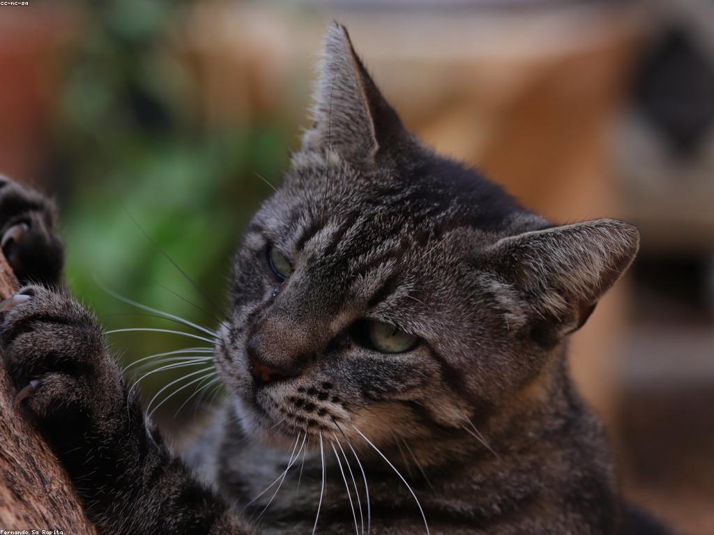 獸醫正在檢查一隻後肢癱瘓的小貓