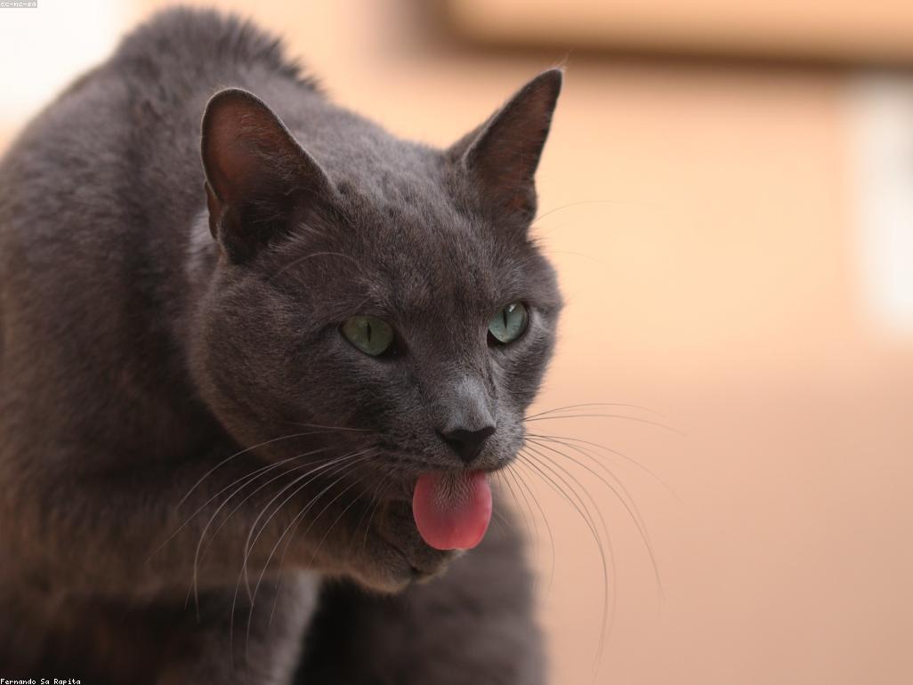 獸醫正在檢查貓咪皮膚上的腫塊