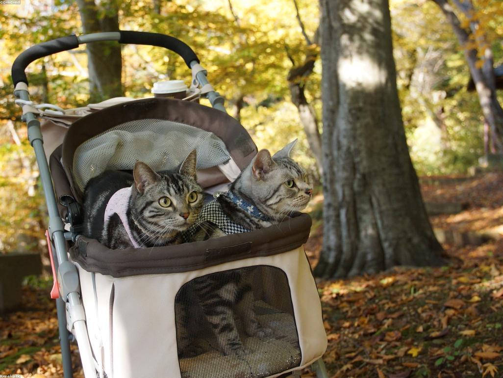 寬敞開放式的貓砂盆設置